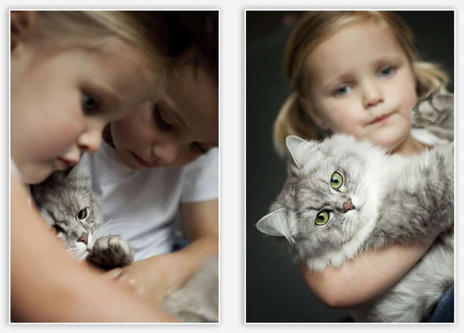 Huisdierfotografie met kater