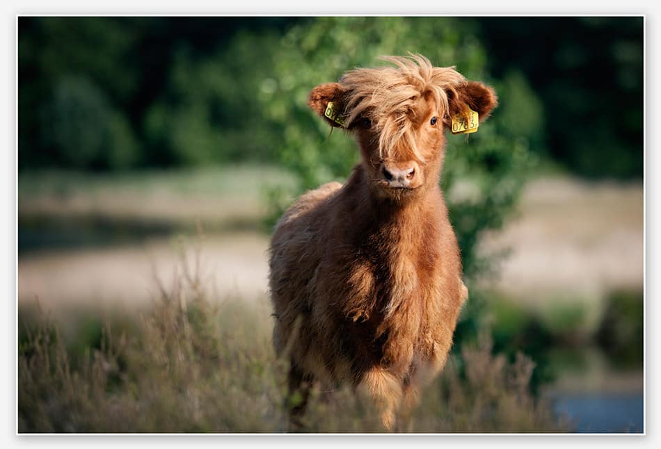 Bison op de Sonse Heide