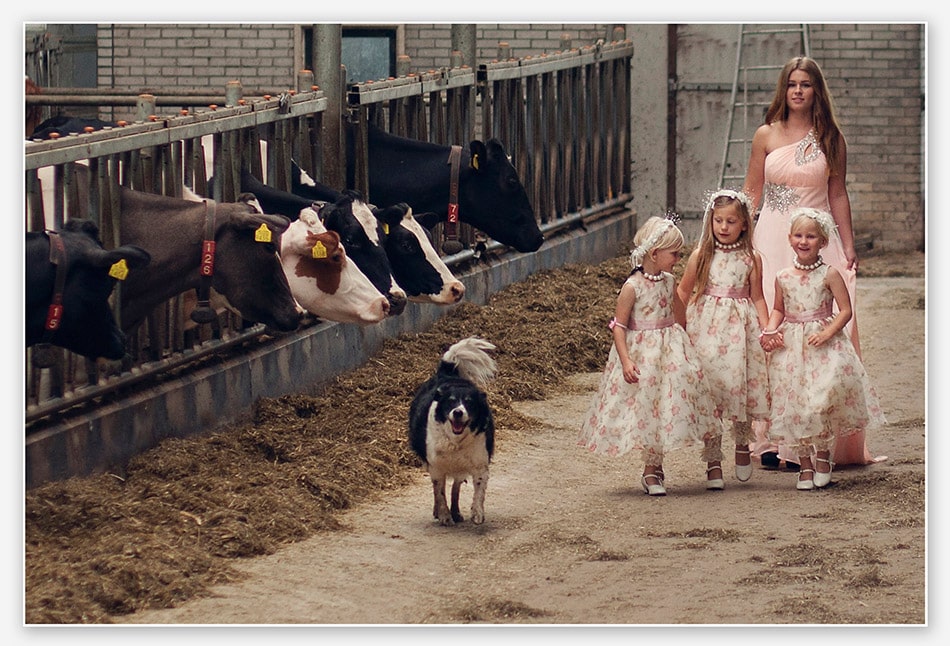 Bruidsmeisjes in de koeienstal