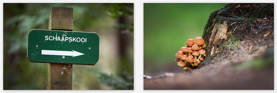Bruidsfotografie_Utrecht Herfst bij Schapskooi Heidestein