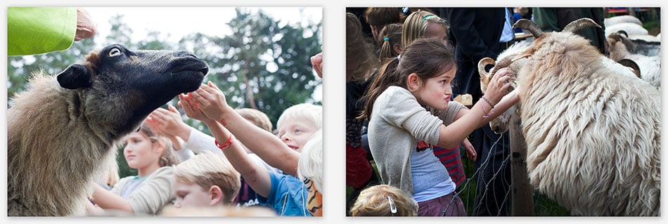 Bruidsfotografie_Utrecht Bruidskinderen voeren de schapen