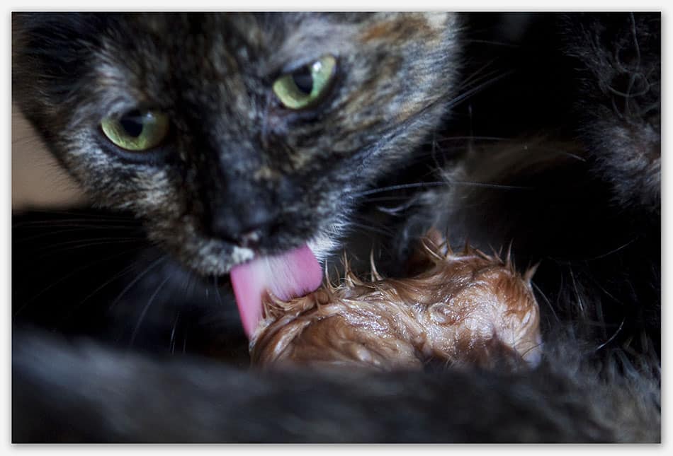 Dierenfotografie_Haaren Moederpoes likt haar pasgeboren kitten