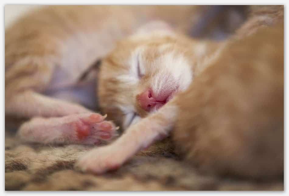 Dierenfotografie_Haaren Pasgeboren rood kitten