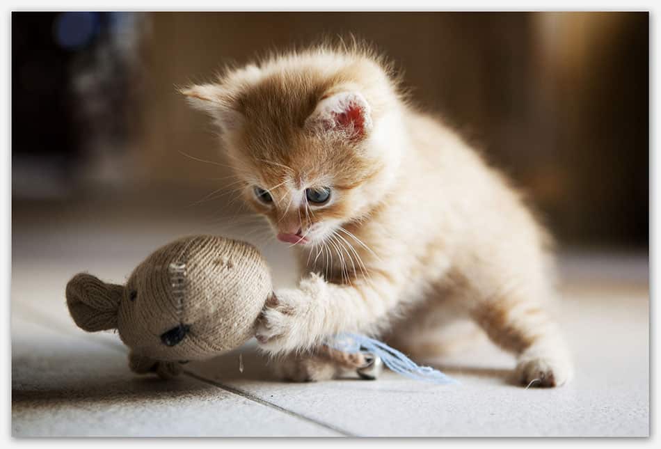 Dierenfotografie_Haaren Kitten speelt met muis