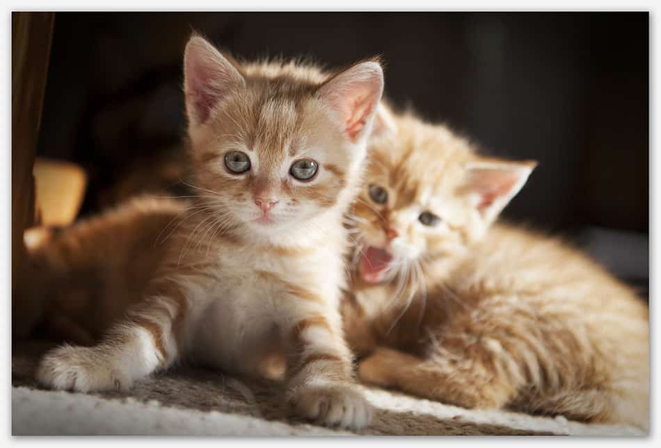 Dierenfotografie_Haaren Kittens 7 weken oud