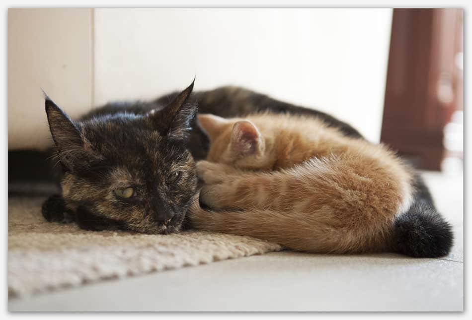 Dierenfotografie_Haaren Moederpoes neemt afscheid van kitten