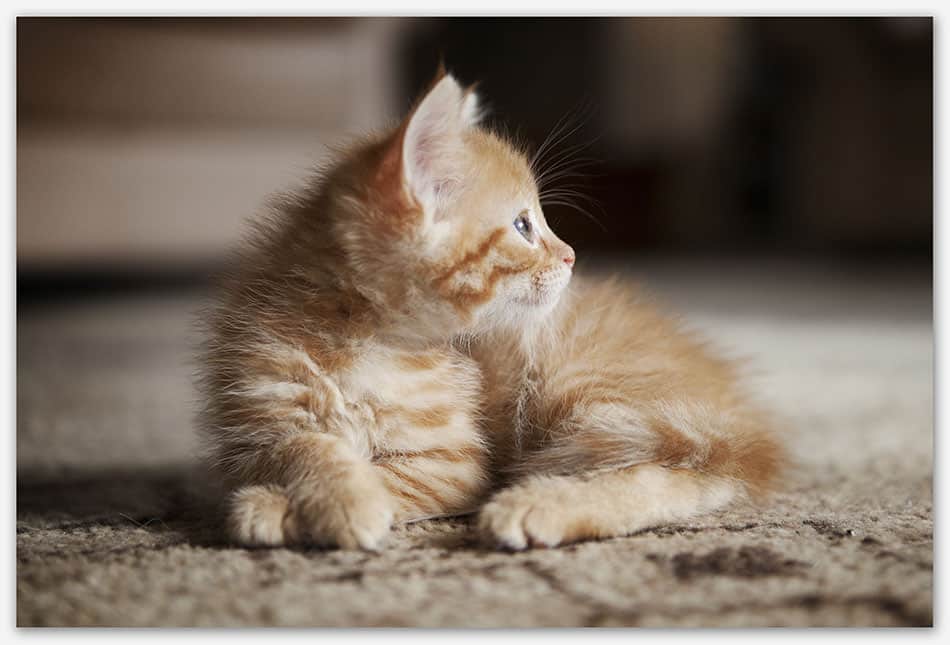 Dierenfotografie_Haaren Kitten 7 weken oud