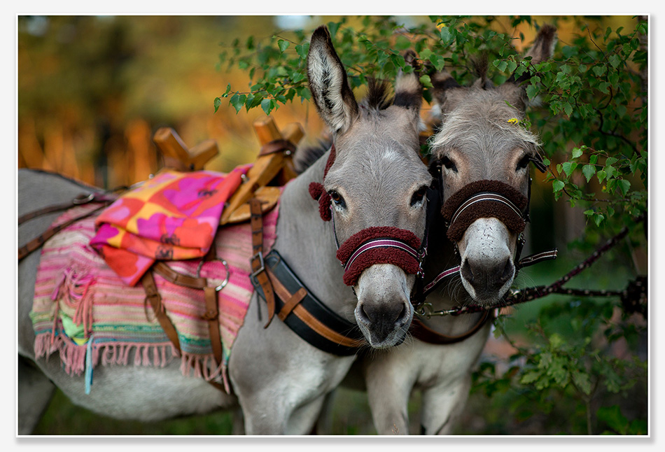 Familie-uitje met ezelwandeling in Oisterwijk
