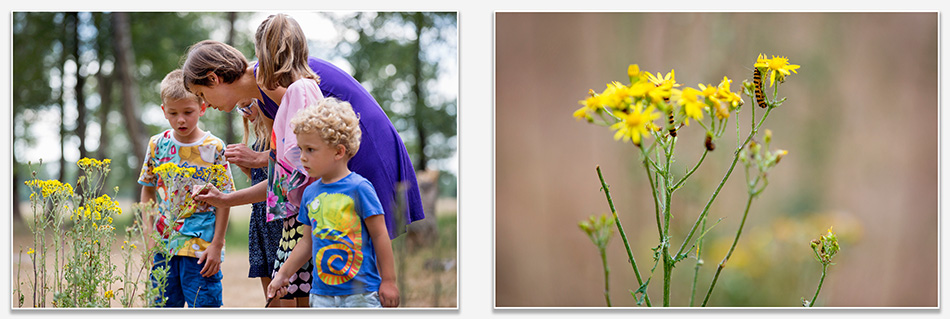 Op zoek naar rupsen in de Kampina Boxtel