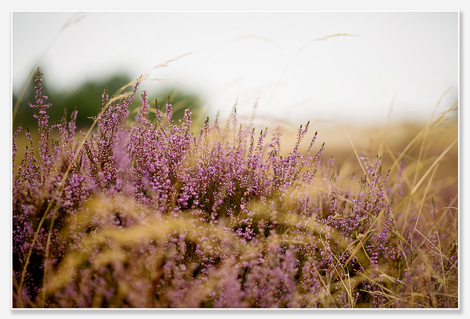 Drunense Duinen in augustus