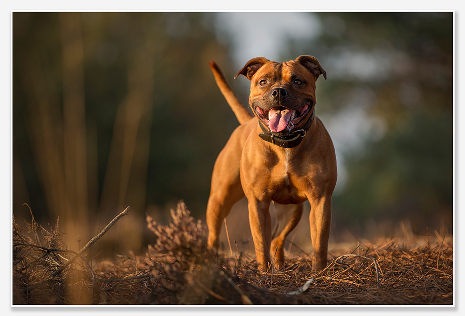 Hondenfotografie bij Bos en Duin
