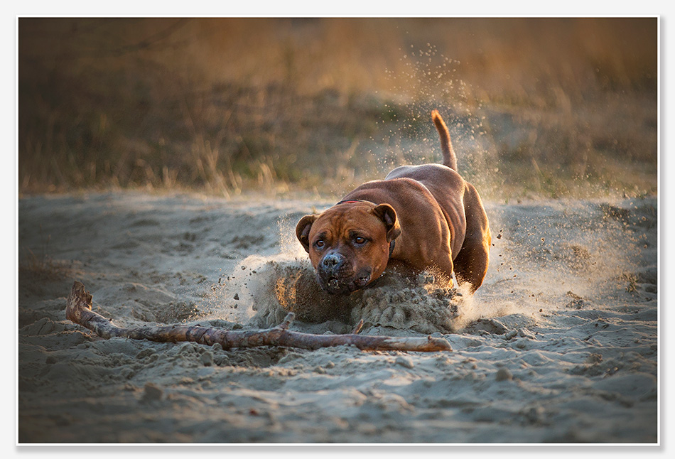 Hondenfotografie Drunense Duinen