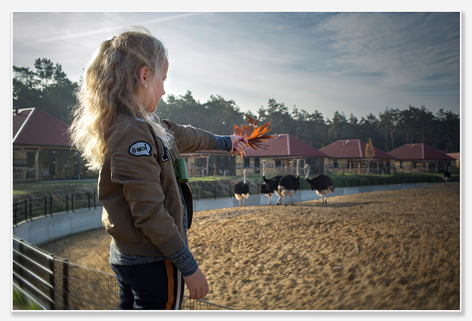 Struisvogels in het Safari Resort