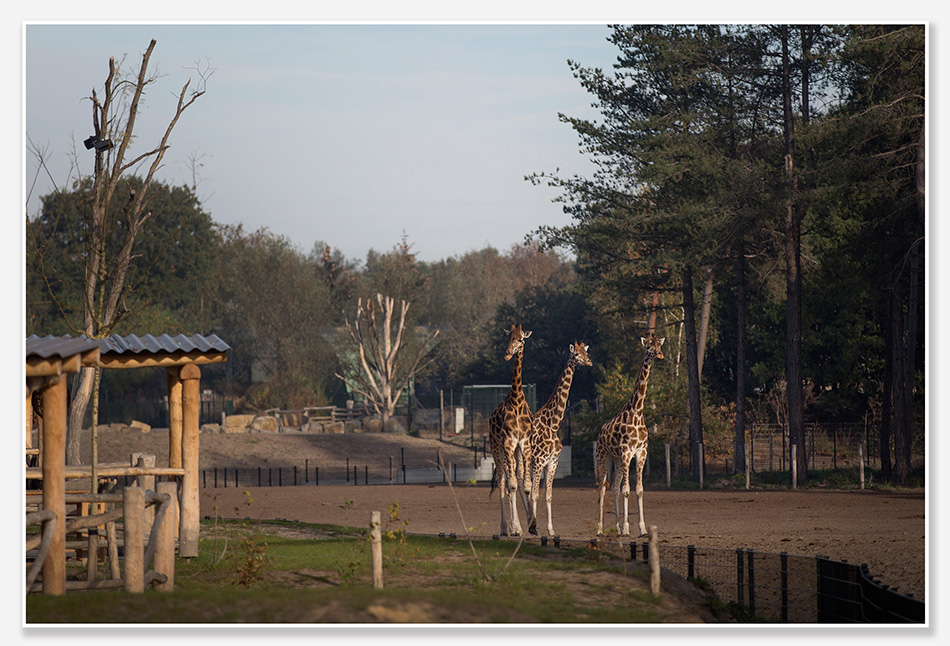 Giraffen in het Safari Resort