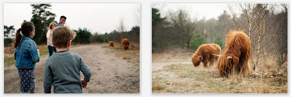 Bizons op de Sonse Heide