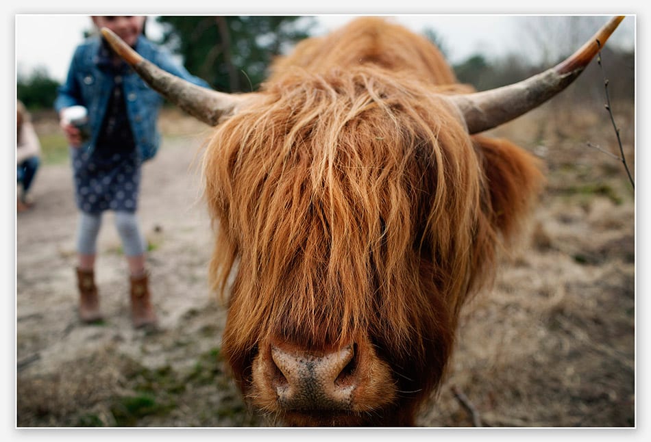 Bizon komt tijdens familieshoot dichtbij