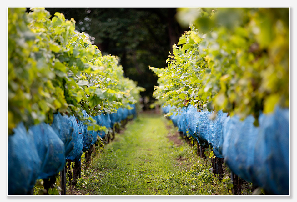 De wijngaard van de HeikantseHoeve Berlicum
