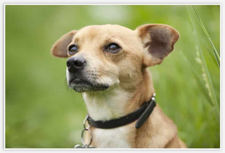 Huisdierfotografie langs de Essche Stroom