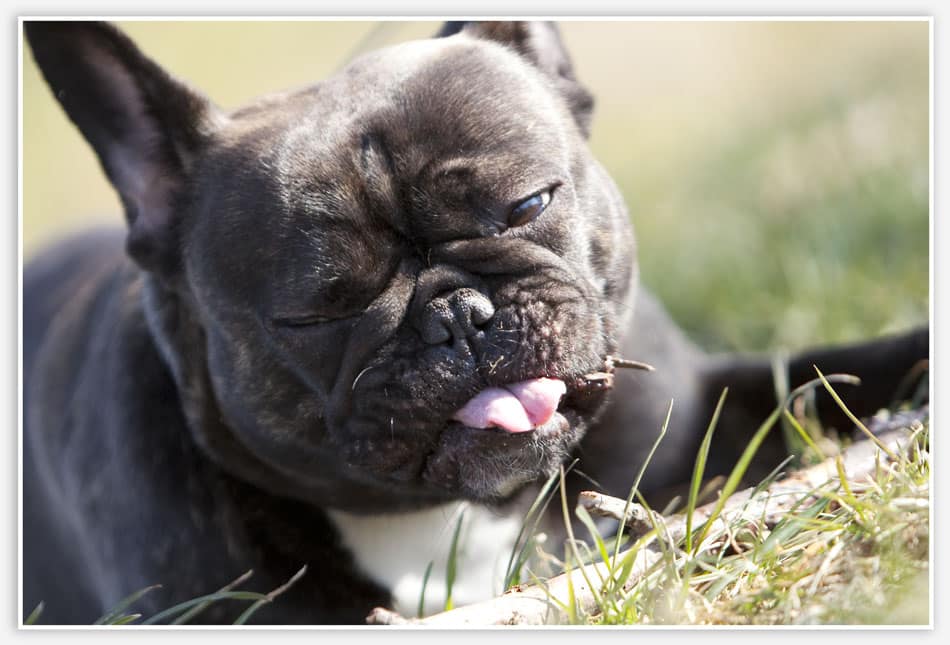 Lifestylefotografie Esch Huisdierfotografie met hond in Esch
