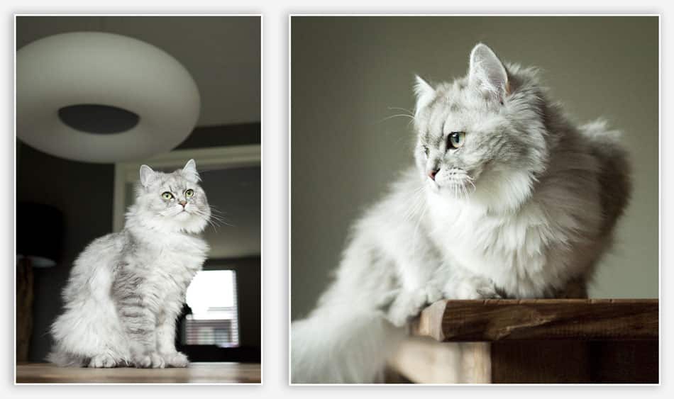 Dierenfotografie in Esch