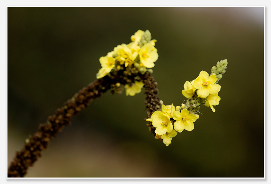 Bloemenpracht in Venlo Greenpark