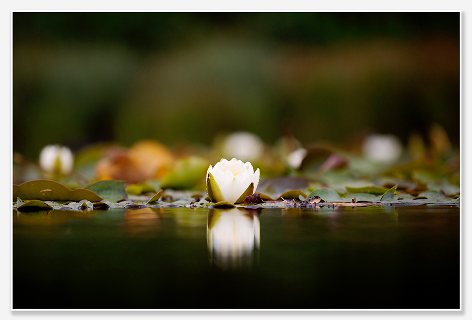 Waterlelies bij de Floriade