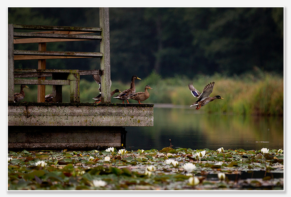 Eenden op de Floriade