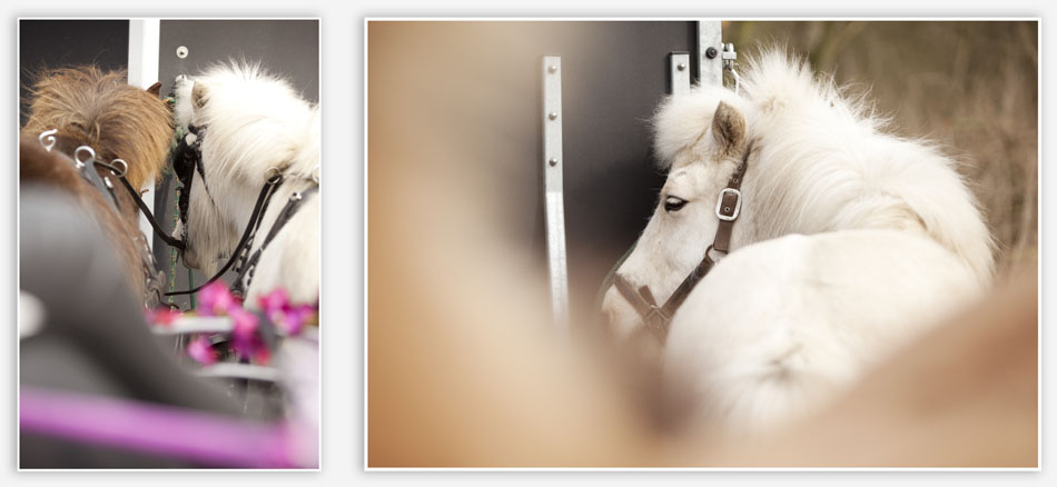 Ijslandse paarden voor de rouwstoet 