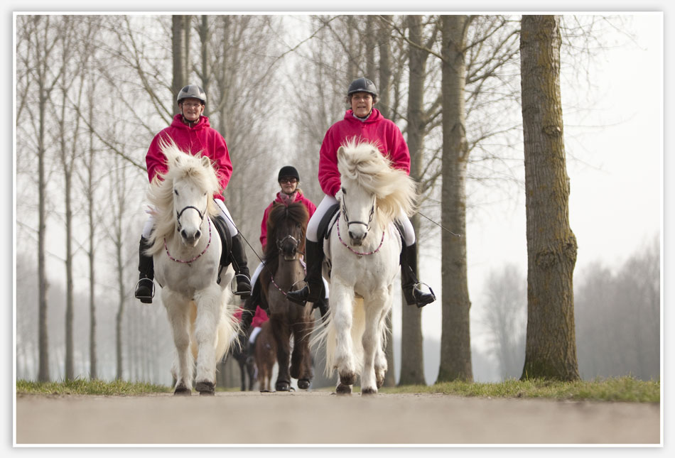 Paarden van de rouwstoet voor de uitvaart