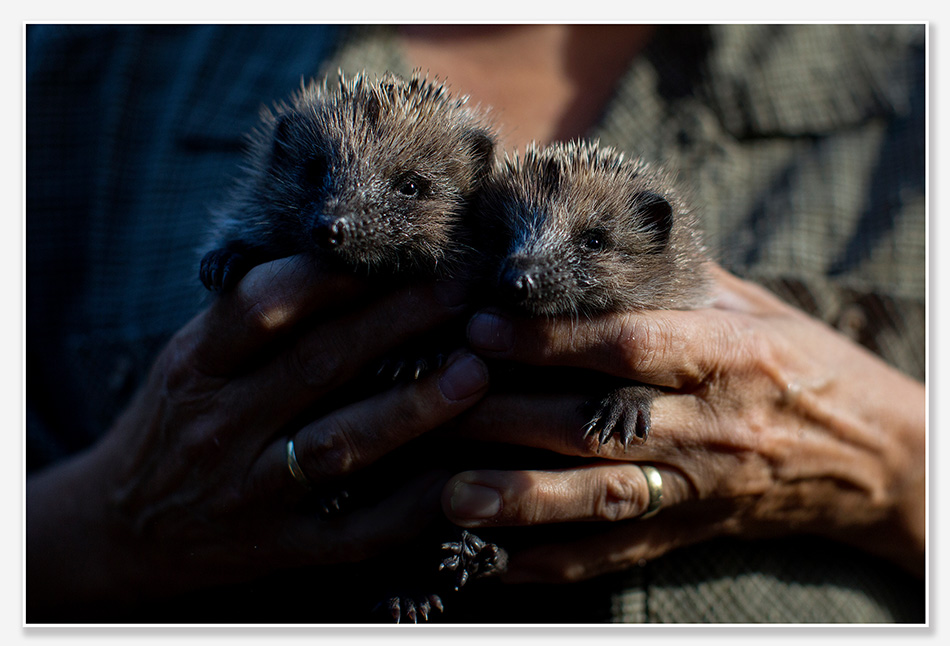 Stichting Egelopvang Roosendaal