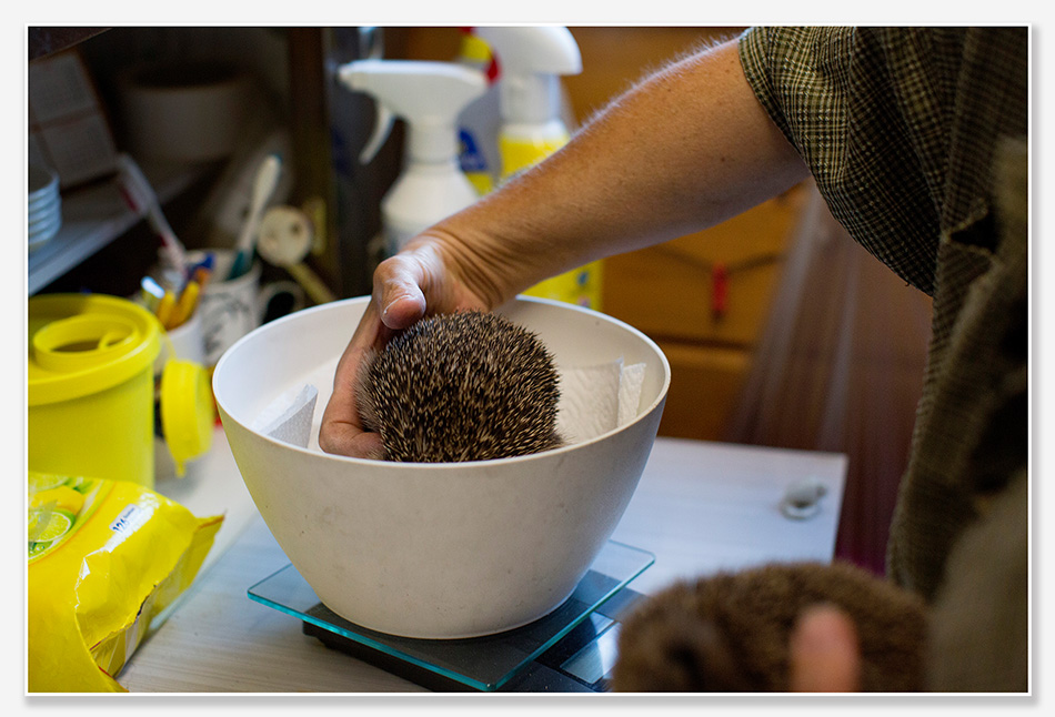 Egels in het opvangcentrum worden gewogen