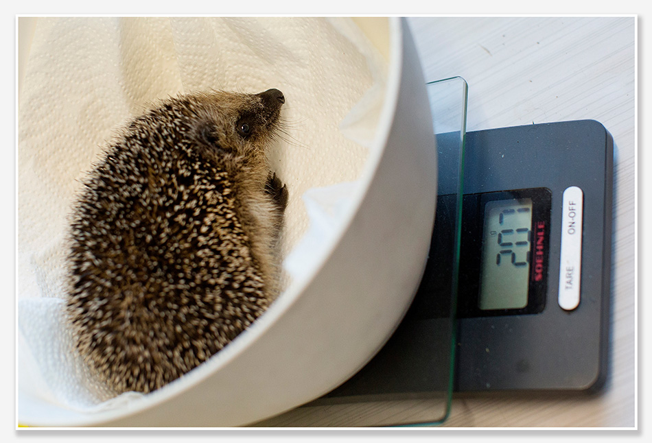 Egel op de weegschaal
