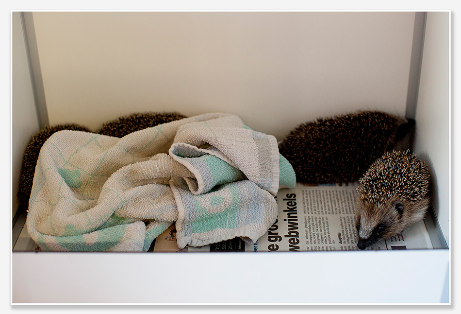 Egels in het opvangcentrum in Roosendaal