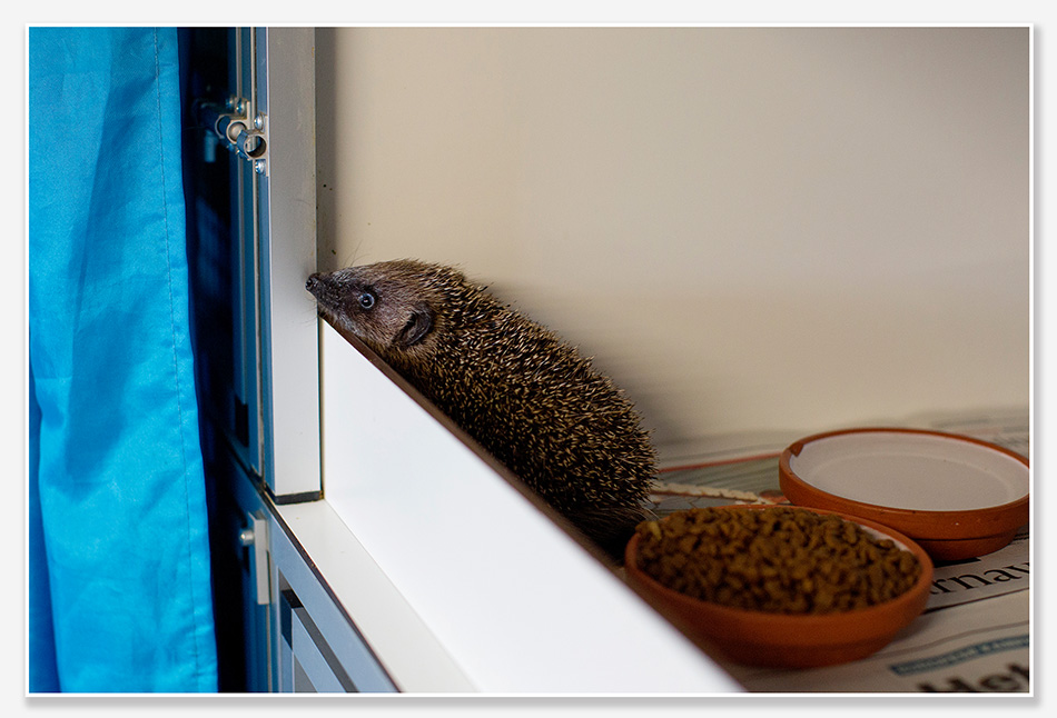 Egel in opvangcentrum in Roosendaal
