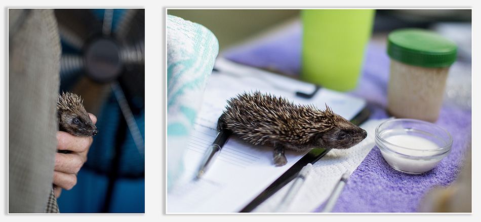 Babyegeltjes in de egelopvang Roosendaal