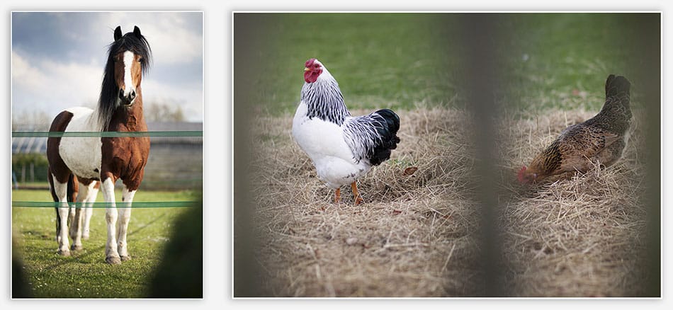 Stylingshoot Het Hoogh Huys Paarden en kippen bij het Hoogh Huys in Winsen