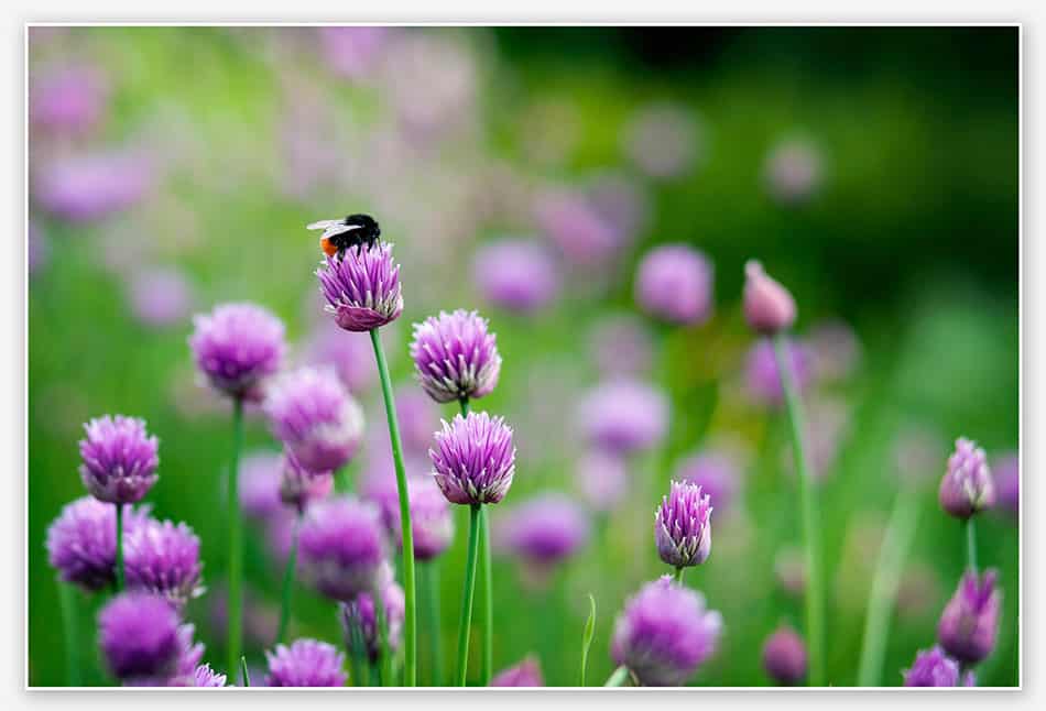 Tuin van Kasteel Maurick