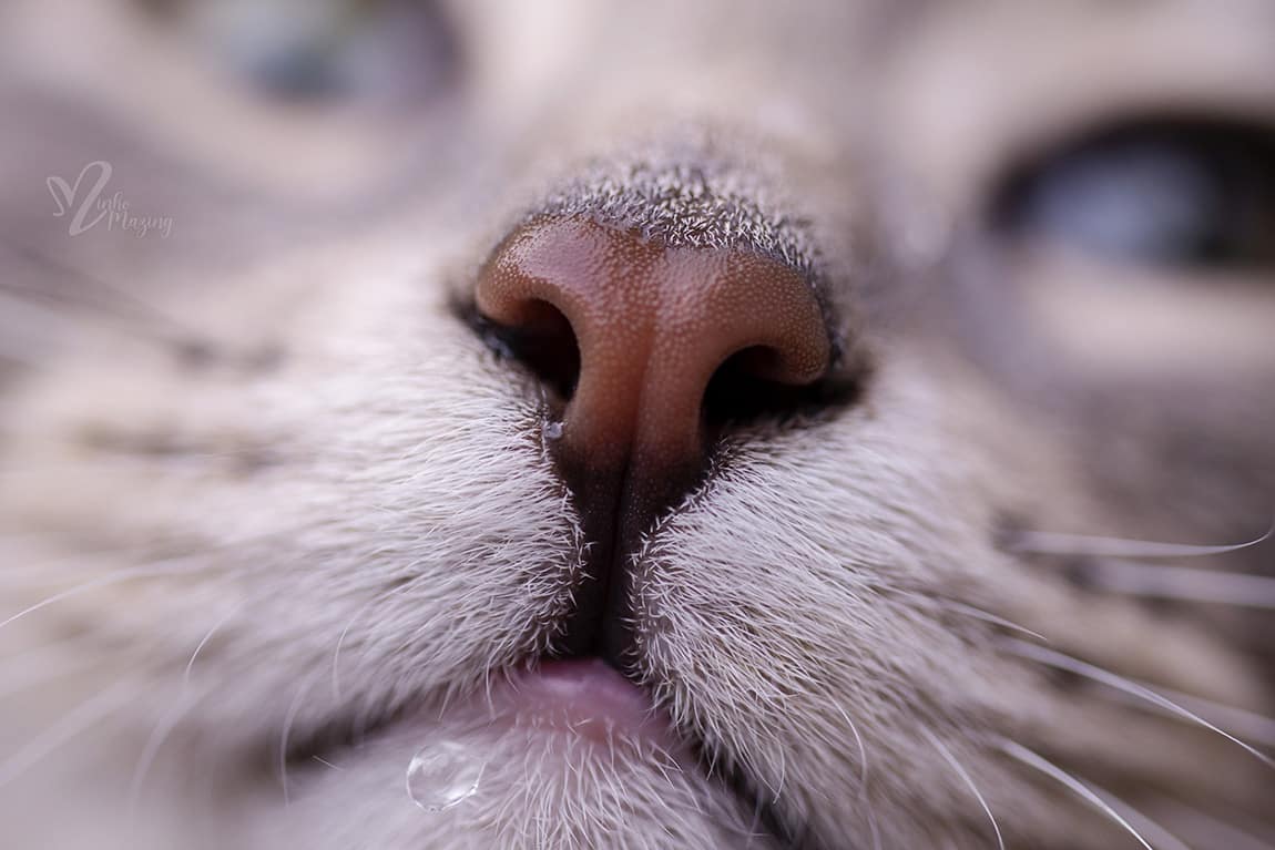 Waterdruppel op kattensnuit