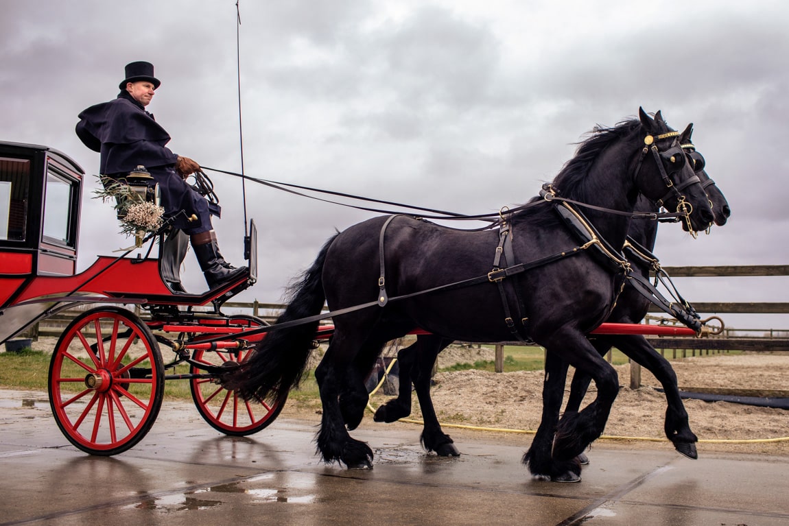 Trouwkoets met Friese Paarden