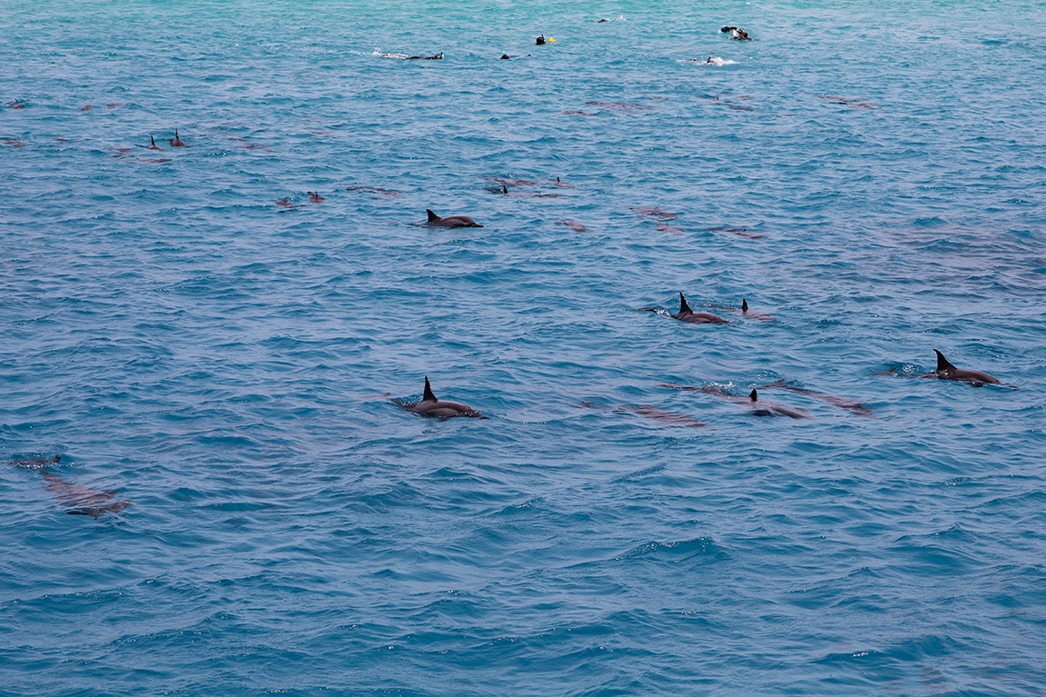 Dolfijnen heten de boot welkom