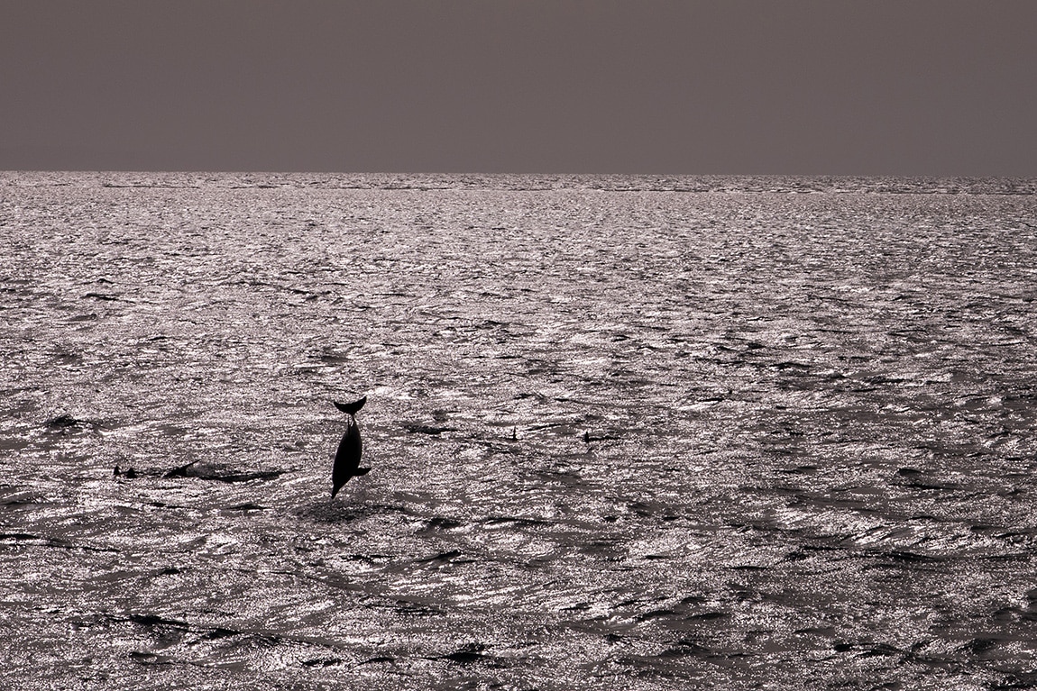 Avondstemming tijdens de dolfijnenreis