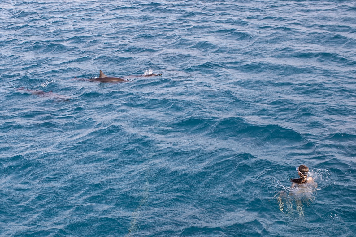 Magische ontmoeting met dolfijnen