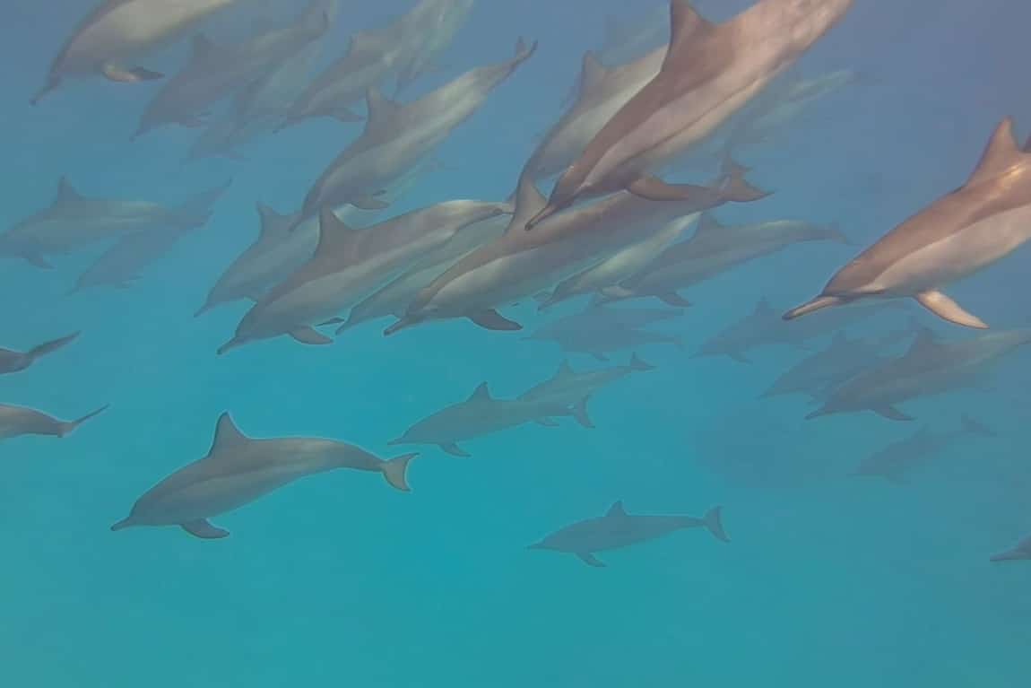 Grote groep dolfijnen in Sataya Reef