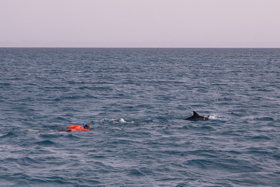 Magische ontmoeting met dolfijn
