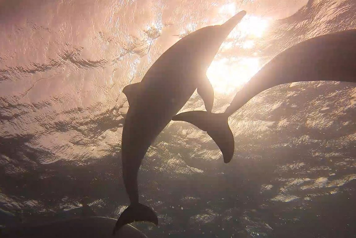 Magische ontmoeting met dolfijnen