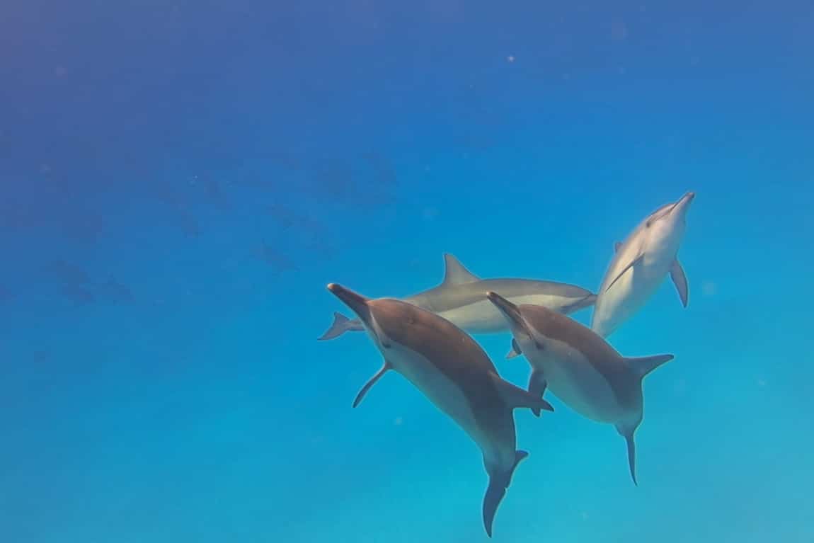 Speelsheid van dolfijnen