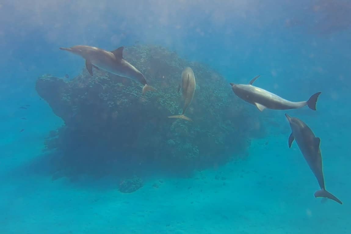 Speelsheid van Sataya dolfijnen