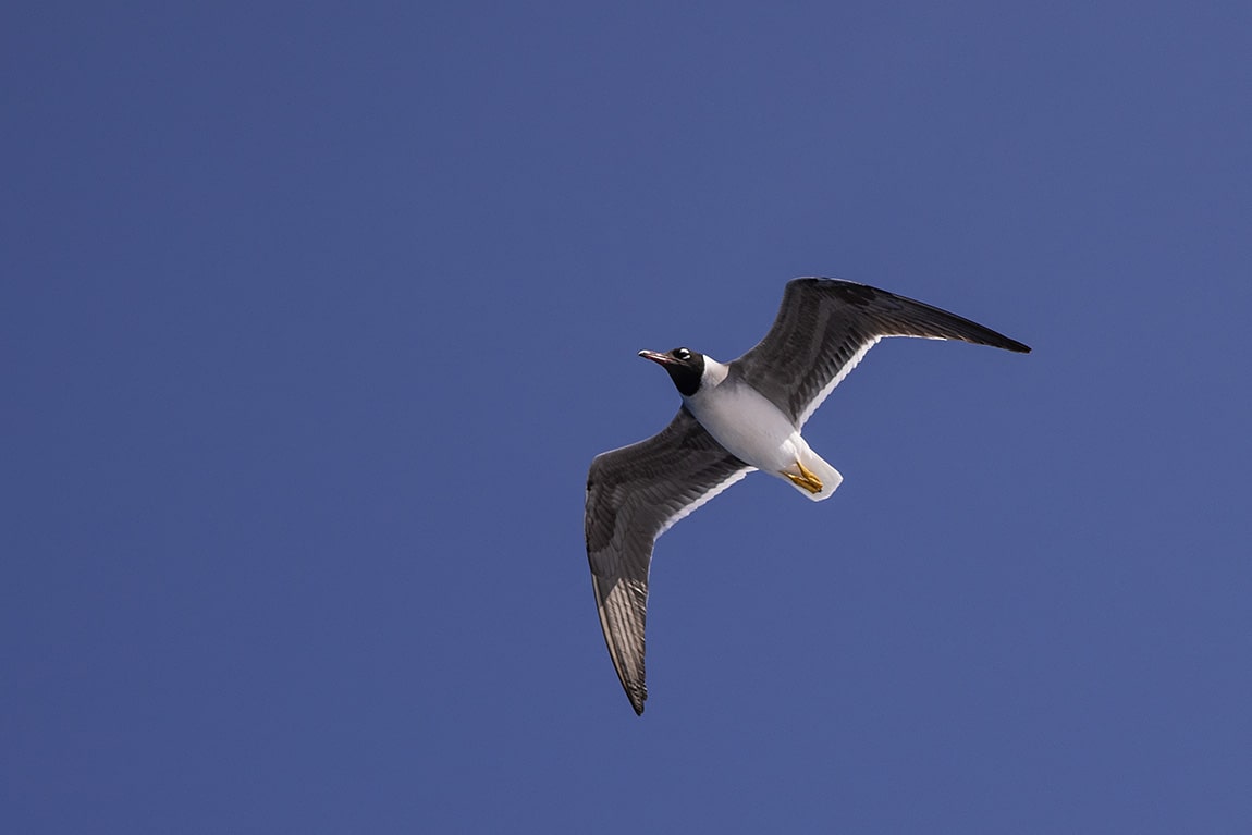 Teken van Land in zicht