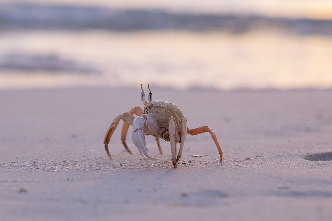 Strandbezoeker 