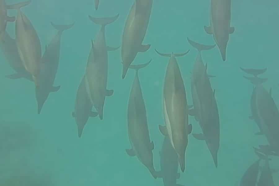 Zwemmen met dolfijnen tijdens dolfijnenreis